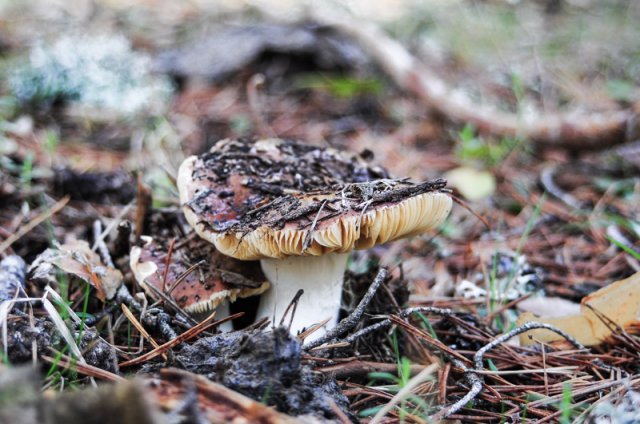 Russula nigricans